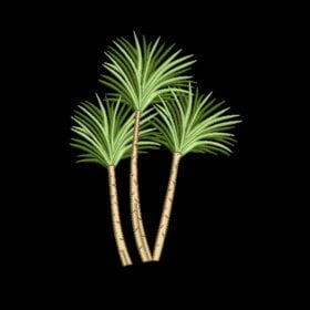 Matriz De Bordado Coqueiro para bordar. 